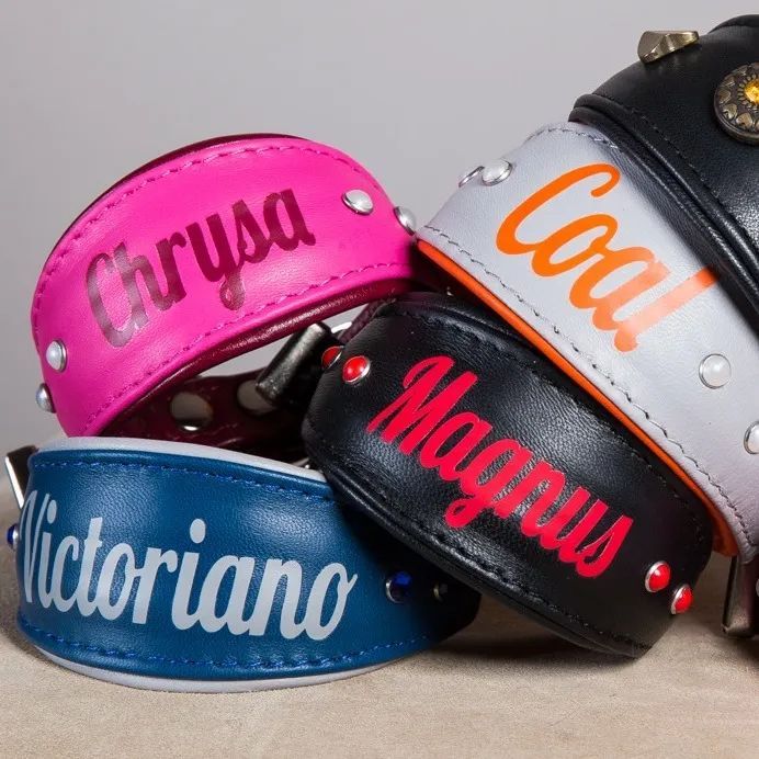 Sighthound collars and Accessories