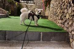 Pettorina antifuga
