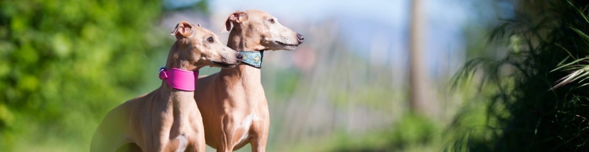 Lupavaro, Italian Greyhound breeders in Italy